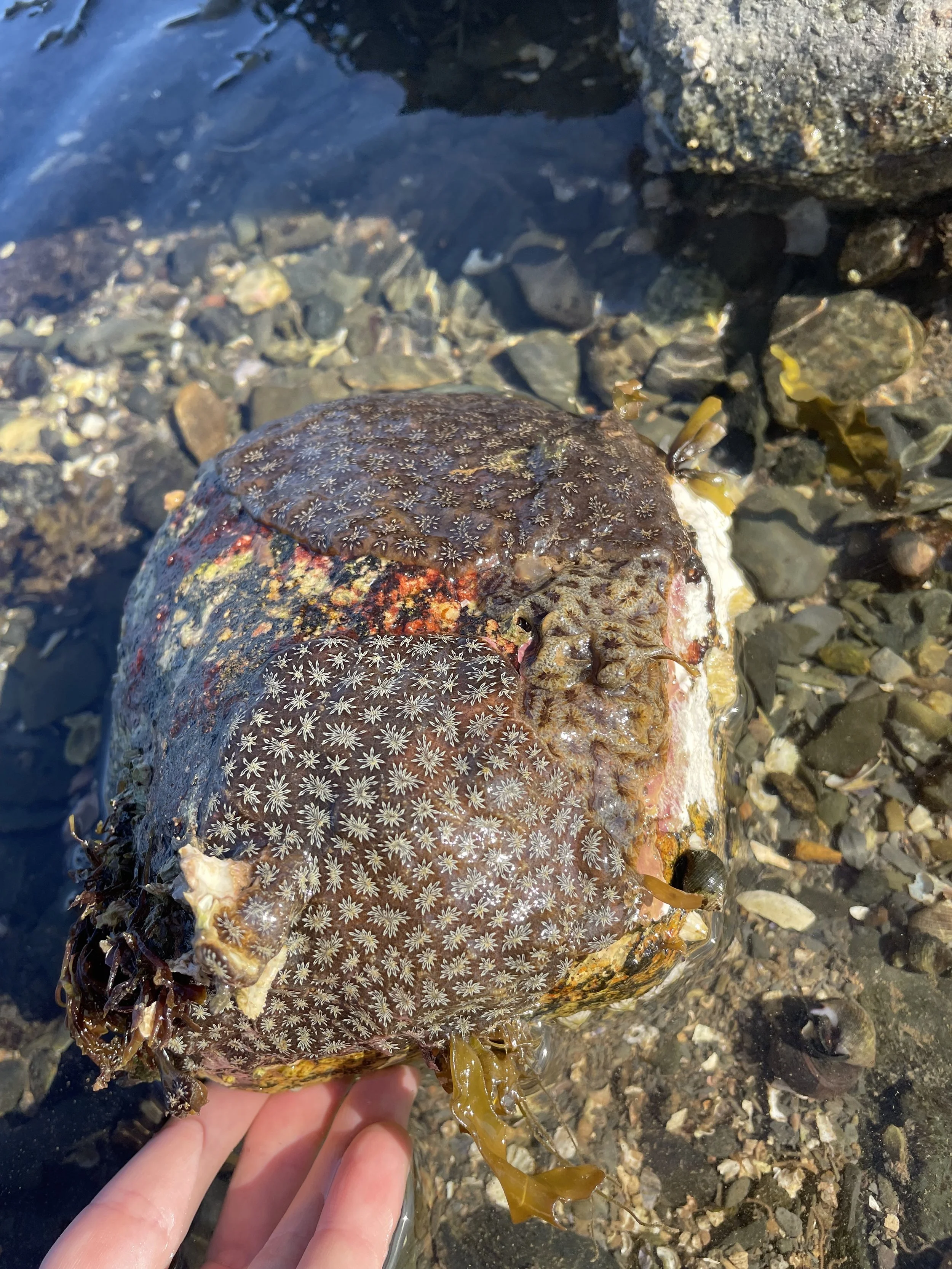 Tunicates — Gulf Of Maine, Inc. | Marine Life Specimens